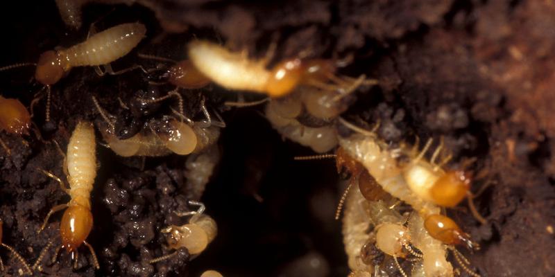 Subterranean Termites.jpg