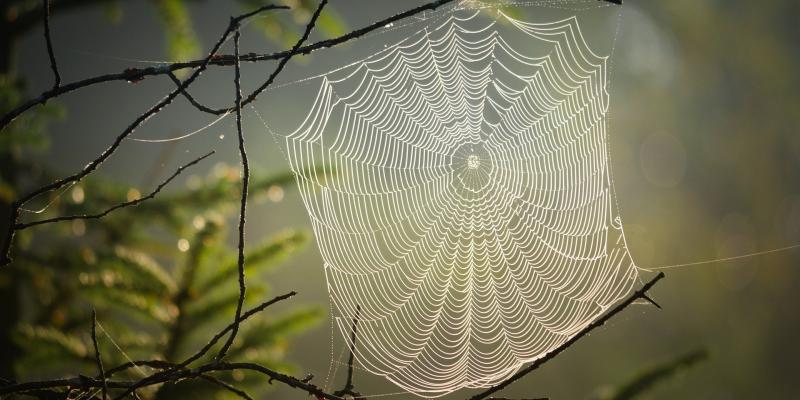 Spiderweb covered with dew
